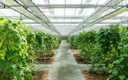 Wireless Monitoring and Control Solution for Greenhouse